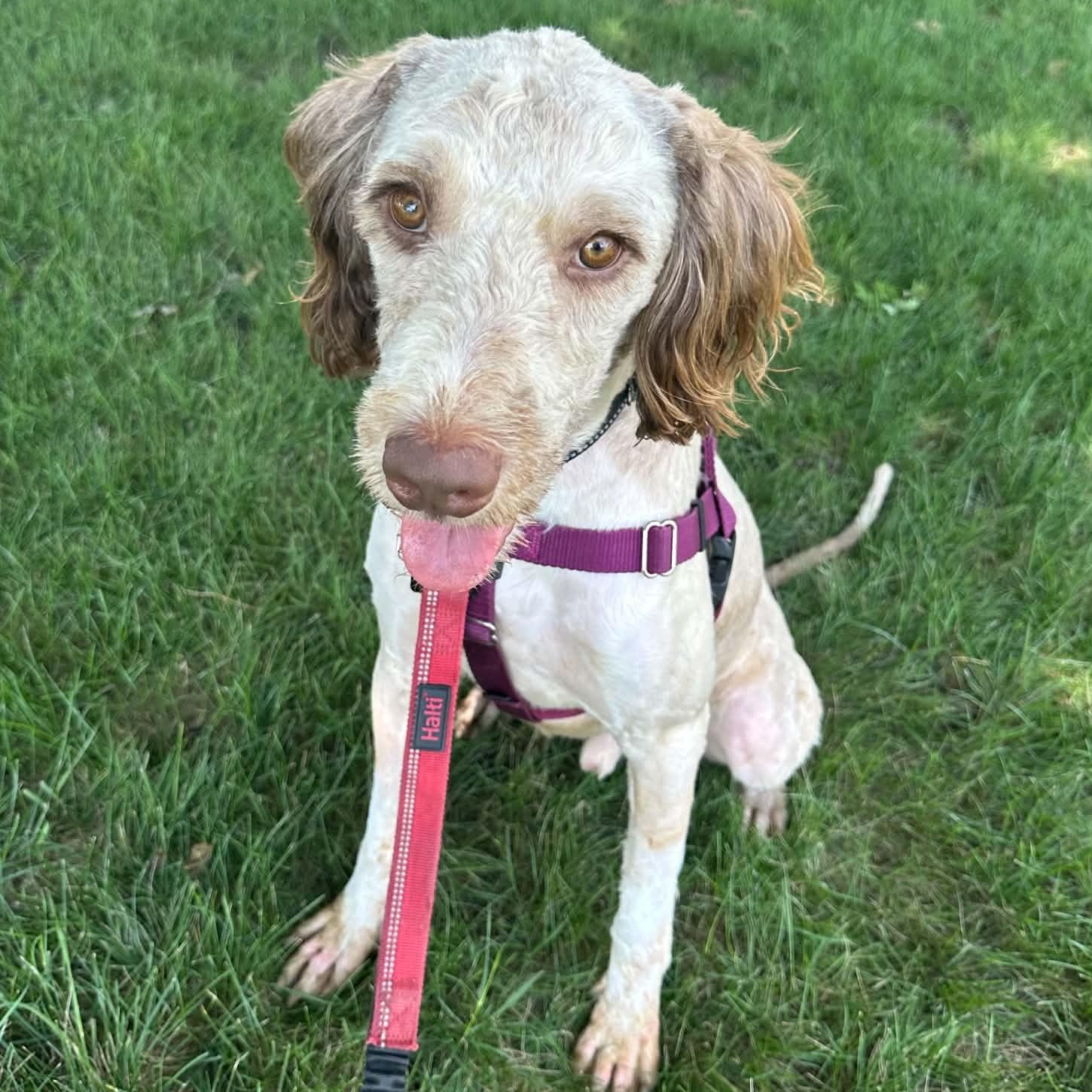 Enlarge Zymer - Foster Home Needed, a ADOPTABLE mixed breed in Hartland, WI image 3/6