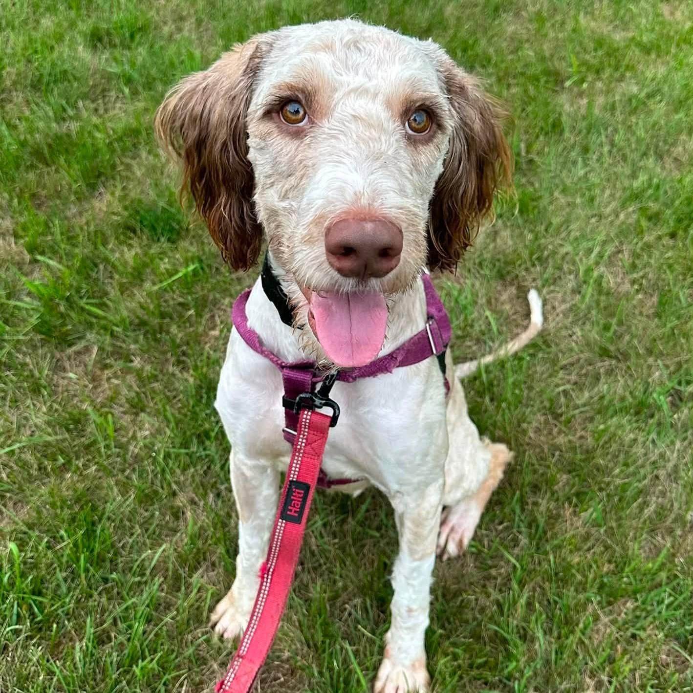 Zymer - Foster Home Needed, ADOPTABLE, Young Male Poodle.