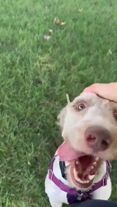 Enlarge Zymer - Foster Home Needed, a ADOPTABLE mixed breed in Hartland, WI video 6/6