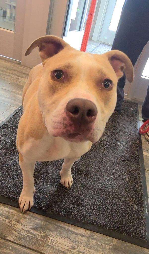 Camila Yrly 216, a Adoptable Pit Bull Terrier in Sidney, OH image 1/6