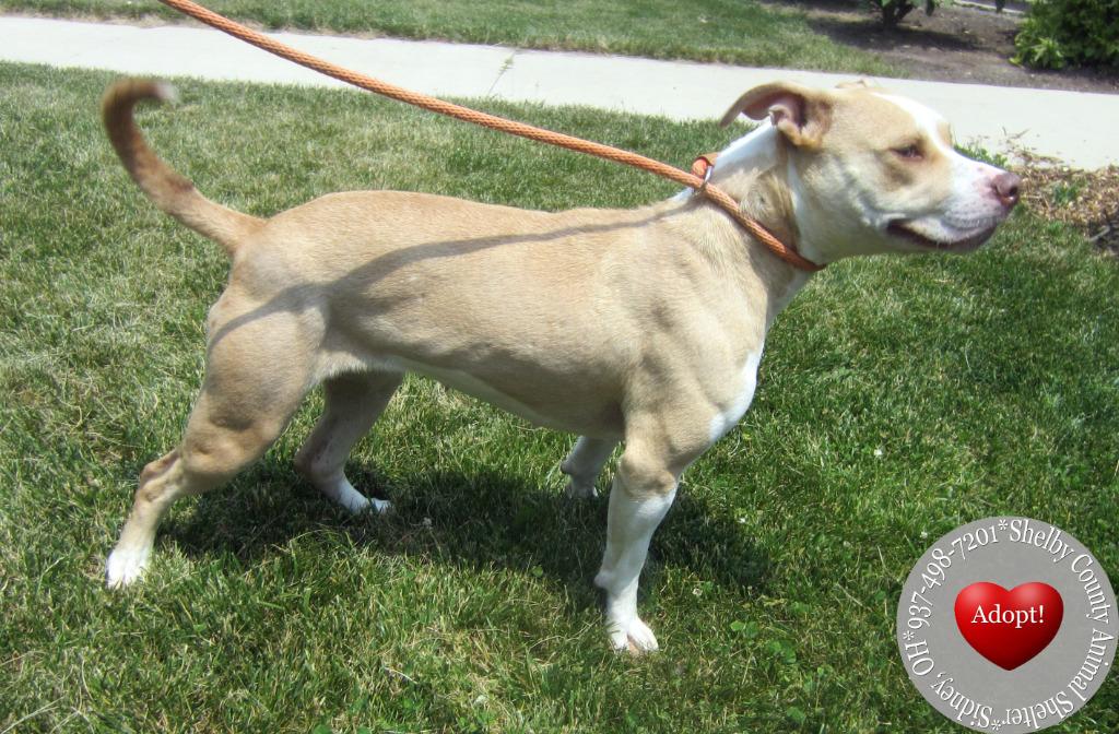 Enlarge Camila Yrly 216, a Adoptable Pit Bull Terrier in Sidney, OH image 2/6