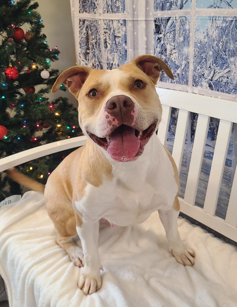 Camila Yrly 216, a Adoptable Pit Bull Terrier in Sidney, OH image 2/6