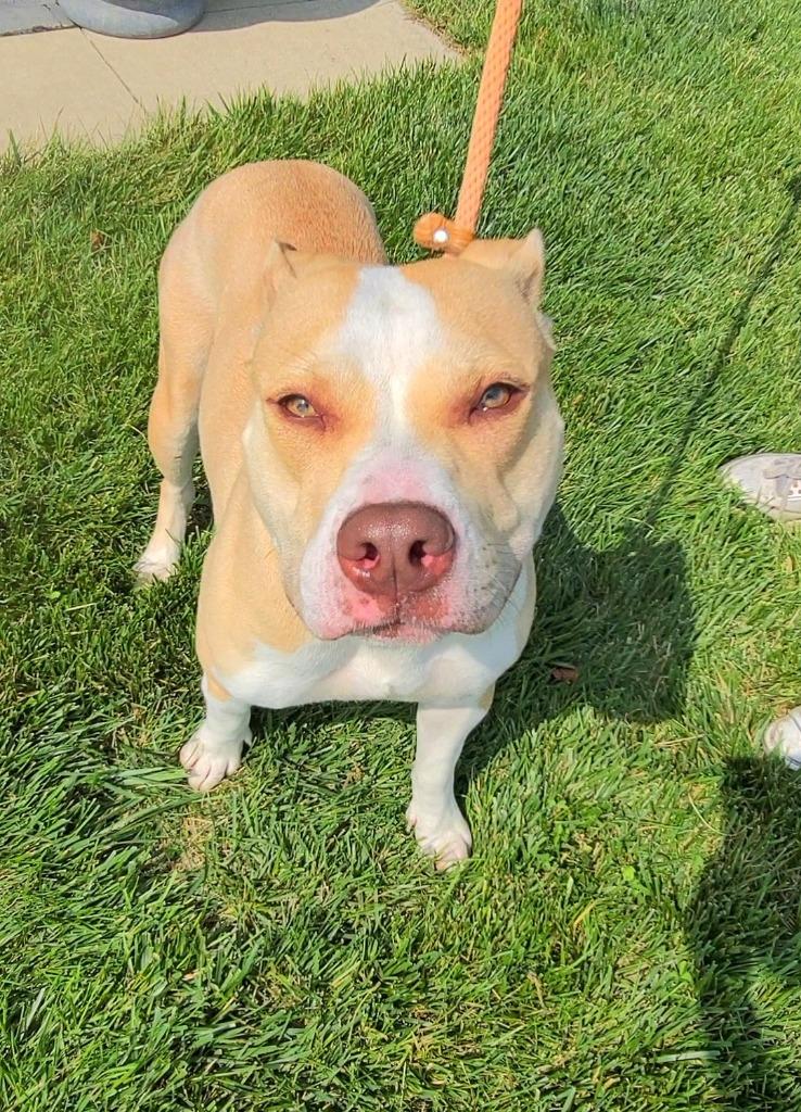 Enlarge Camila Yrly 216, a Adoptable Pit Bull Terrier in Sidney, OH image 3/6