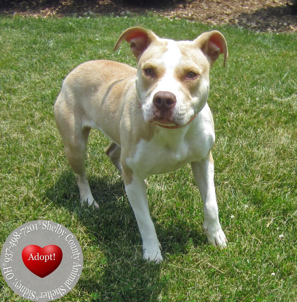 Camila Yrly 216, a Adoptable Pit Bull Terrier in Sidney, OH image 4/6