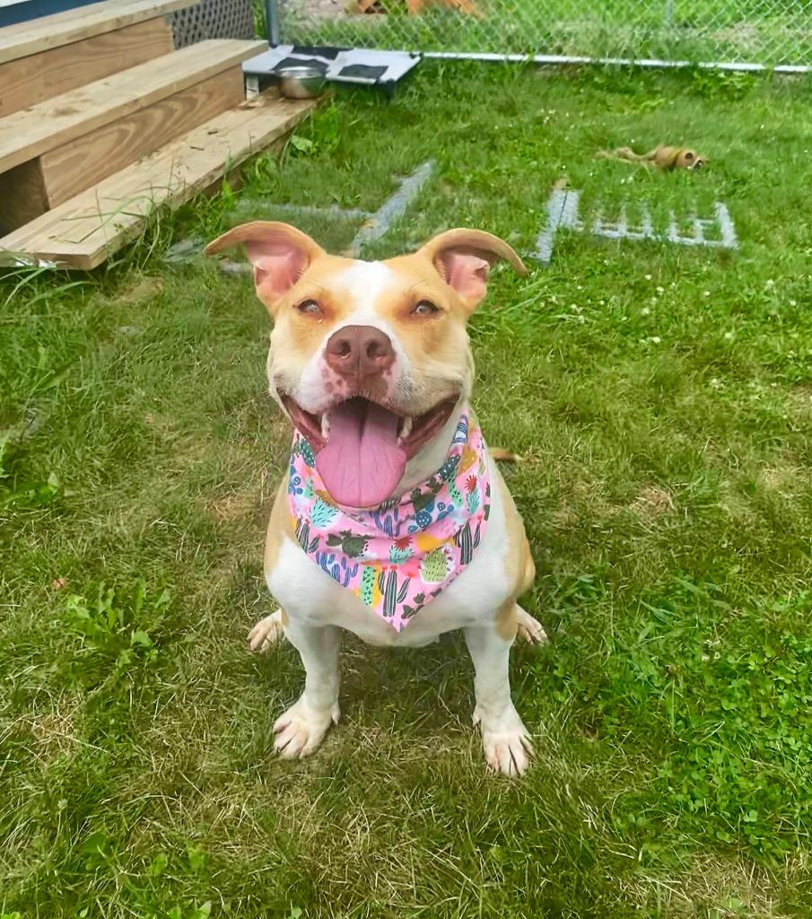 Camila Yrly 216, a Adoptable Pit Bull Terrier in Sidney, OH image 5/6