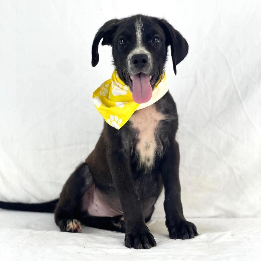 Enlarge Charlie - Local August 28-30, a ADOPTABLE mixed breed in Beaverton , OR image 2/2