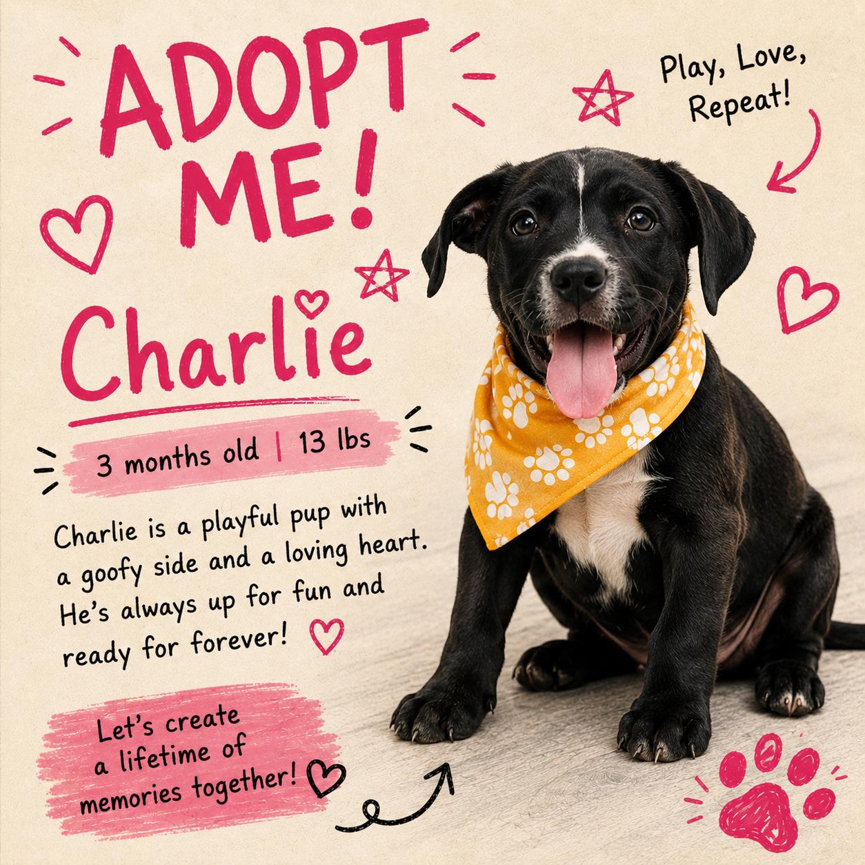 Charlie - Local August 28-30, ADOPTABLE, Puppy Male Labrador Retriever.