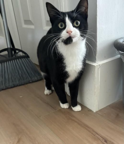 Robbie, Adoptable, Kitten Male Tuxedo & Domestic Short Hair.