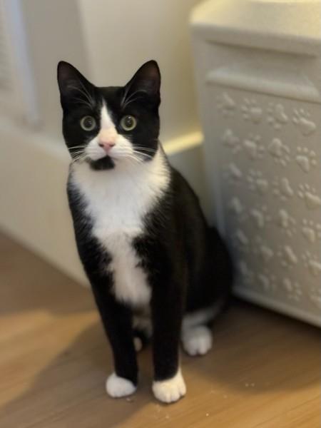 Enlarge Robbie, a Adoptable mixed breed in Wilmington, NC image 3/5