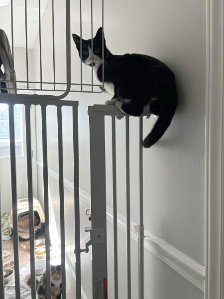 Enlarge Robbie, a Adoptable mixed breed in Wilmington, NC image 5/5