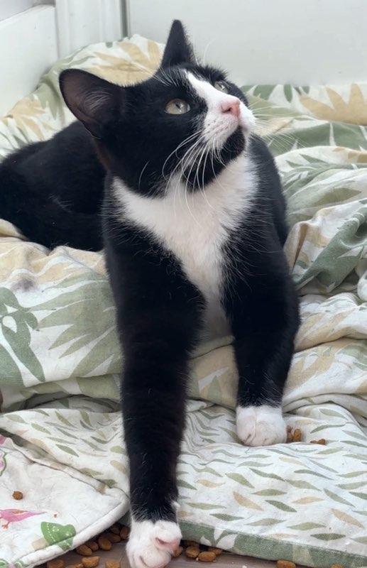 Enlarge Robbie, a Adoptable mixed breed in Wilmington, NC image 4/5