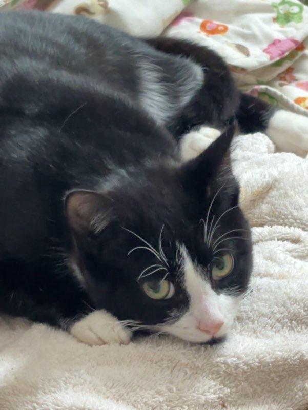 Enlarge Robbie, a Adoptable mixed breed in Wilmington, NC image 2/5