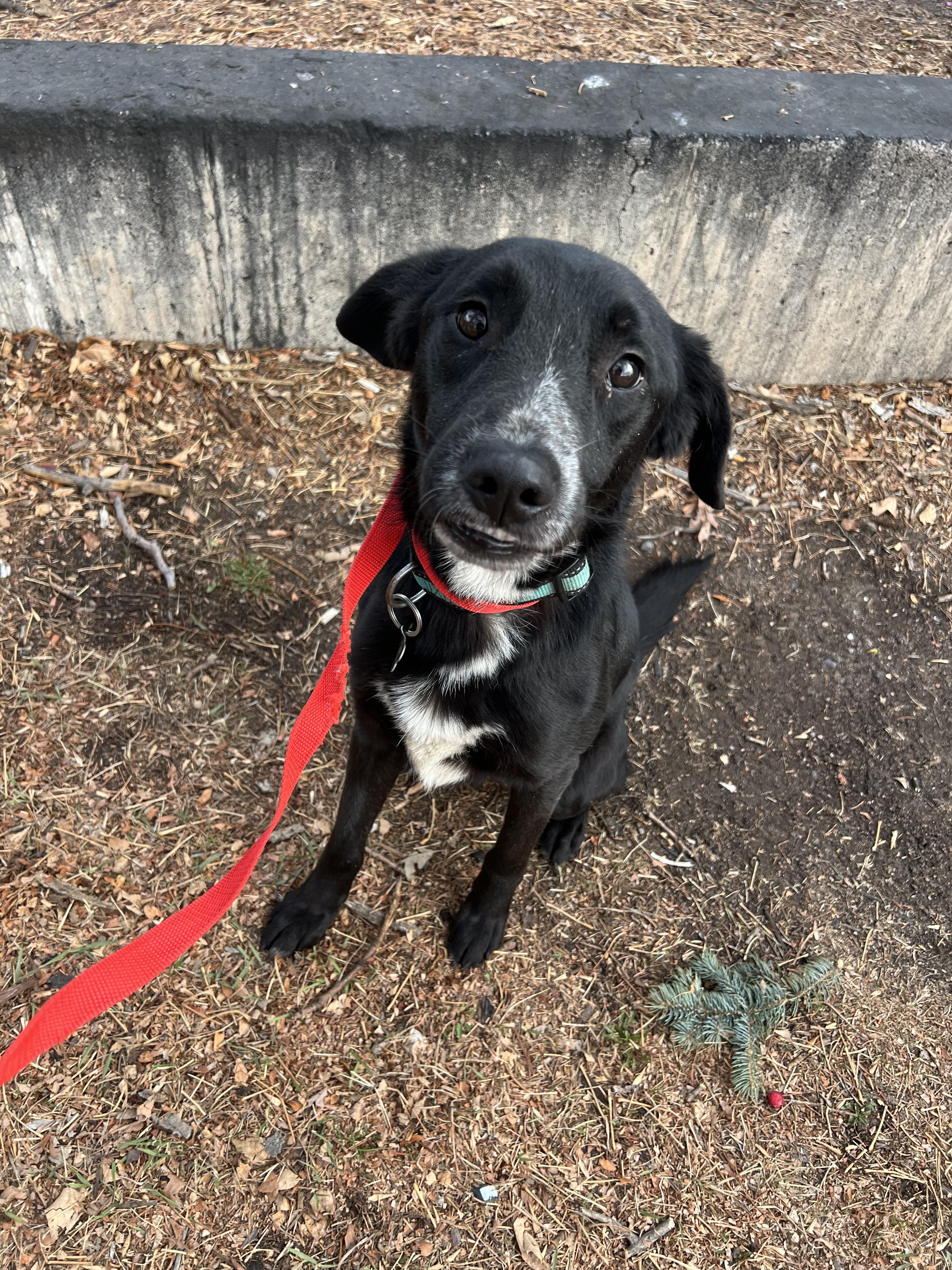 Enlarge Oscar, a ADOPTABLE mixed breed in Fort Collins, CO image 3/5