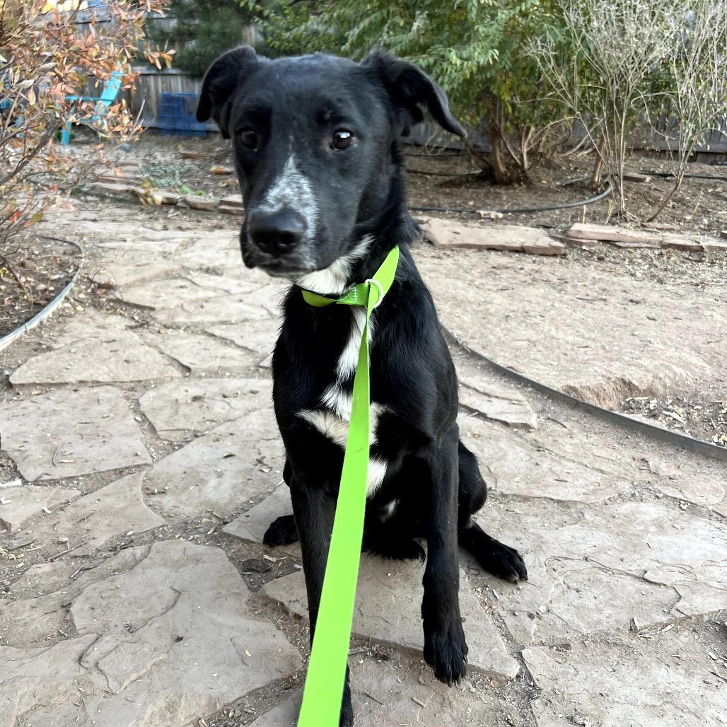 Enlarge Oscar, a ADOPTABLE mixed breed in Fort Collins, CO image 1/2