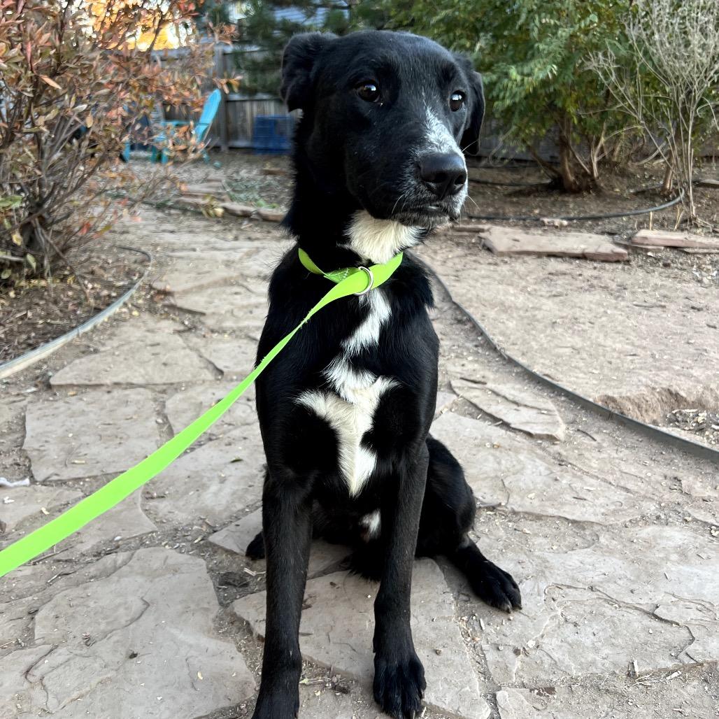 Enlarge Oscar, a ADOPTABLE mixed breed in Fort Collins, CO image 2/2