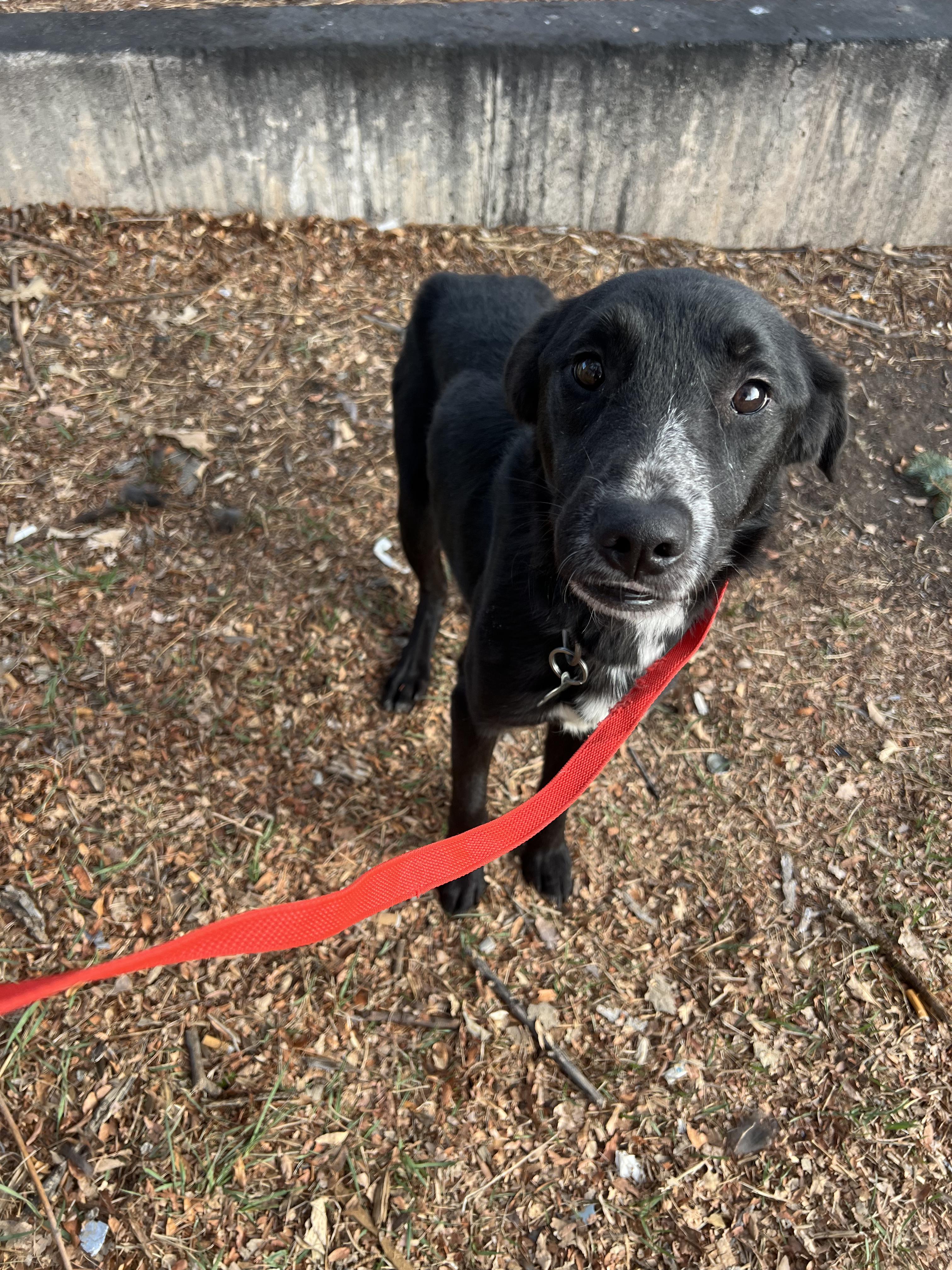 Enlarge Oscar, a ADOPTABLE mixed breed in Fort Collins, CO image 5/5