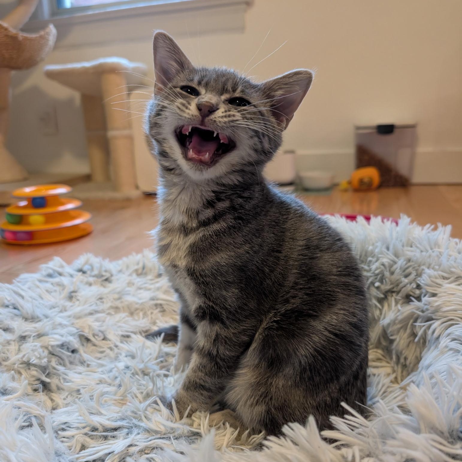 Enlarge Schuster , a ADOPTABLE Domestic Short Hair in Alexandria, VA image 4/6