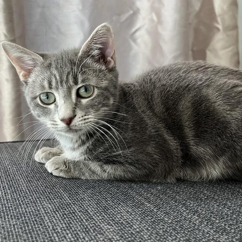 Enlarge Schuster , a ADOPTABLE Domestic Short Hair in Alexandria, VA image 2/6