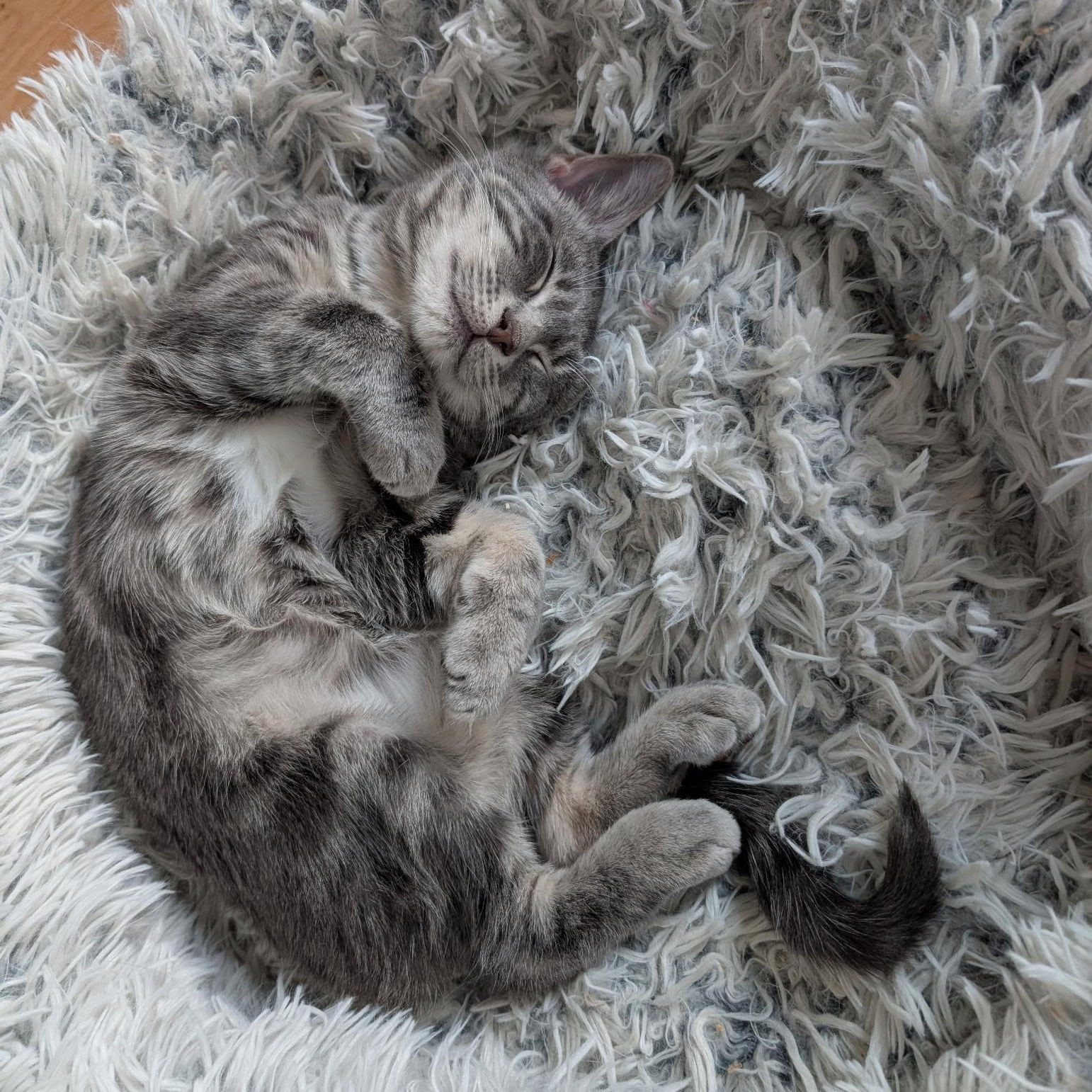 Enlarge Schuster , a ADOPTABLE Domestic Short Hair in Alexandria, VA image 6/6