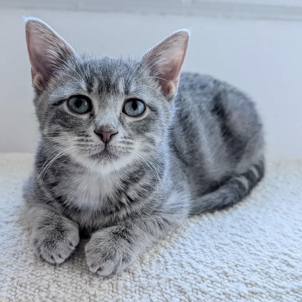 Schuster , ADOPTABLE, Kitten Male Domestic Short Hair.