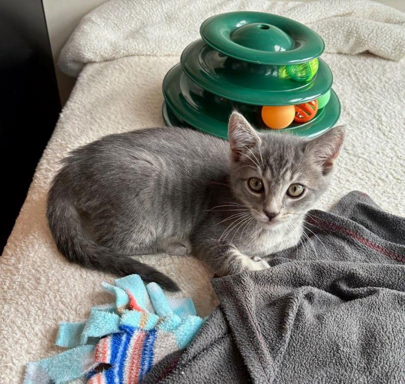 Enlarge Ploot, a Adoptable Domestic Short Hair in Lancaster, PA image 1/1