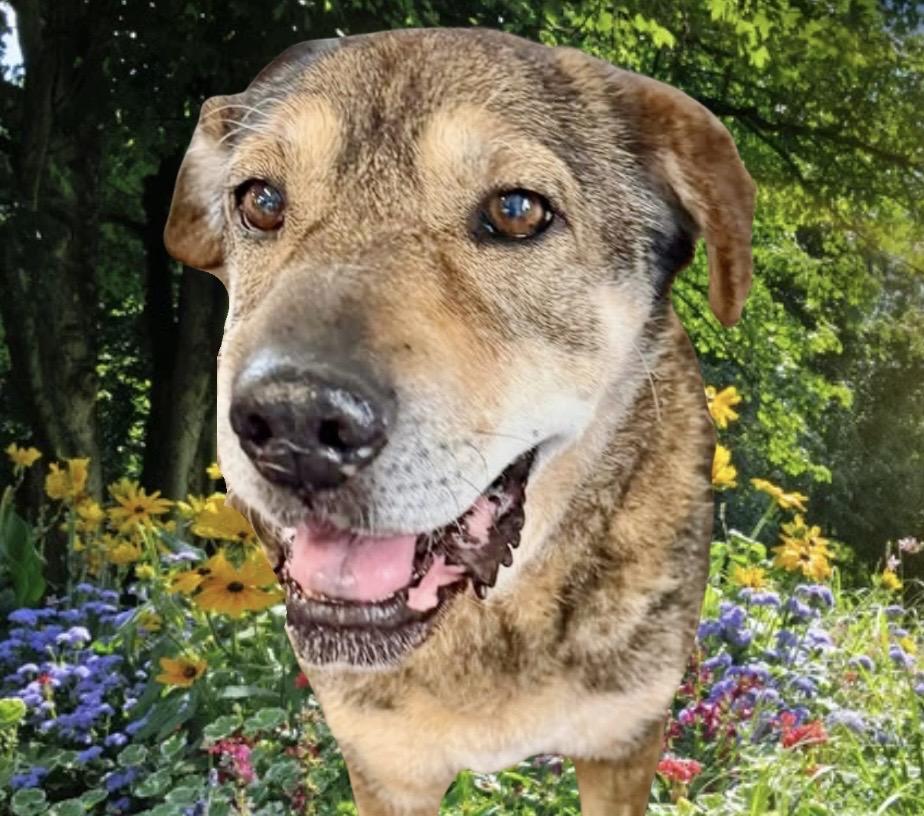 Enlarge Jade, a ADOPTABLE Mixed Breed in Westfield, NY image 2/6