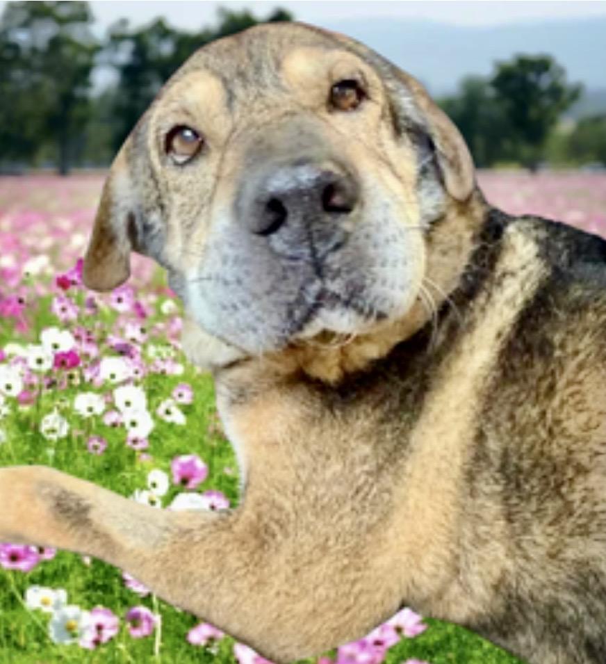 Enlarge Jade, a ADOPTABLE Mixed Breed in Westfield, NY image 2/6