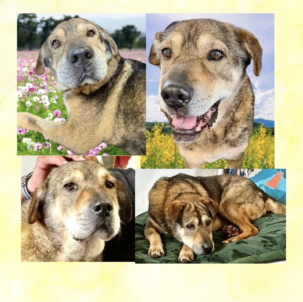Jade, ADOPTABLE, Senior Female Mixed Breed.