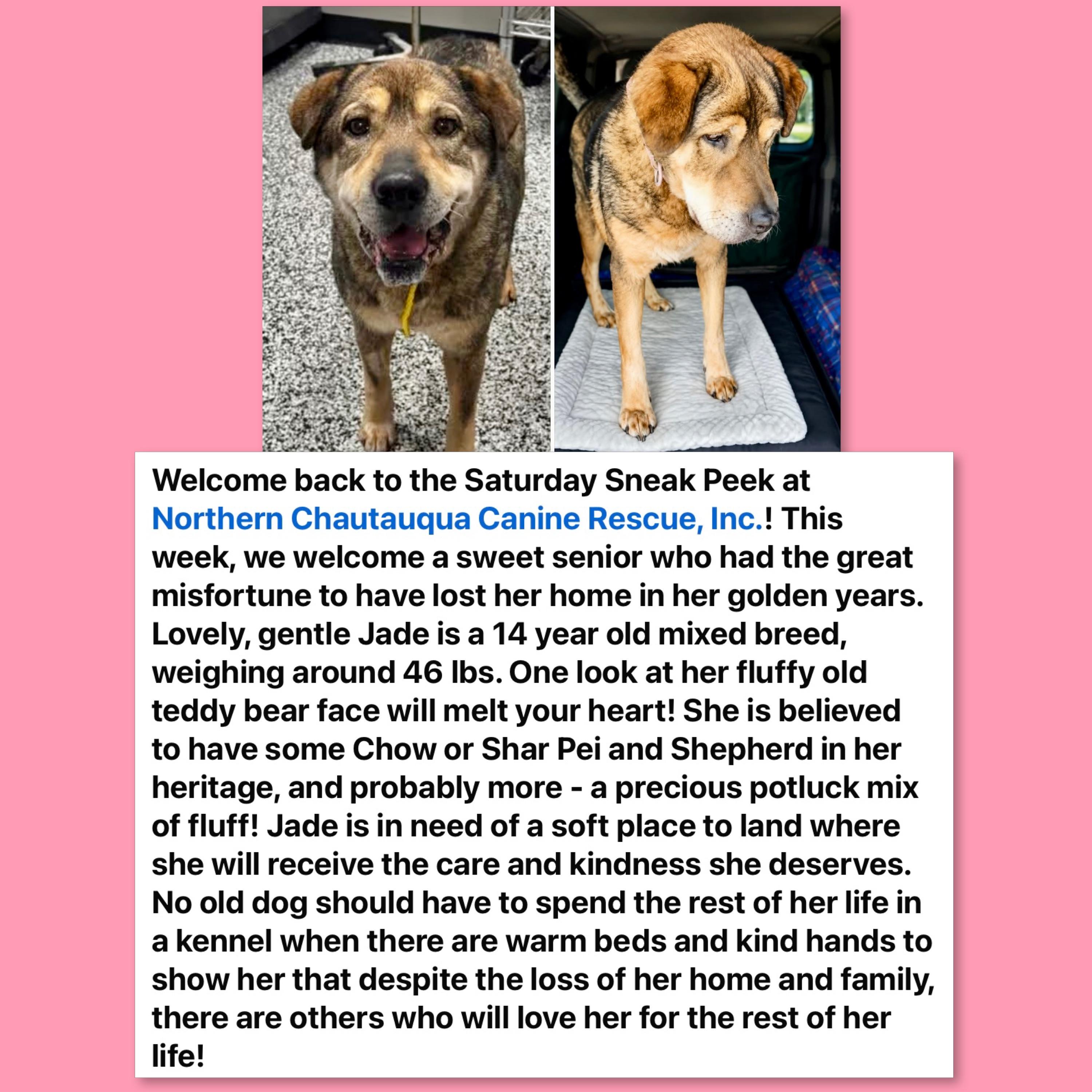 Enlarge Jade, a ADOPTABLE Mixed Breed in Westfield, NY image 3/6
