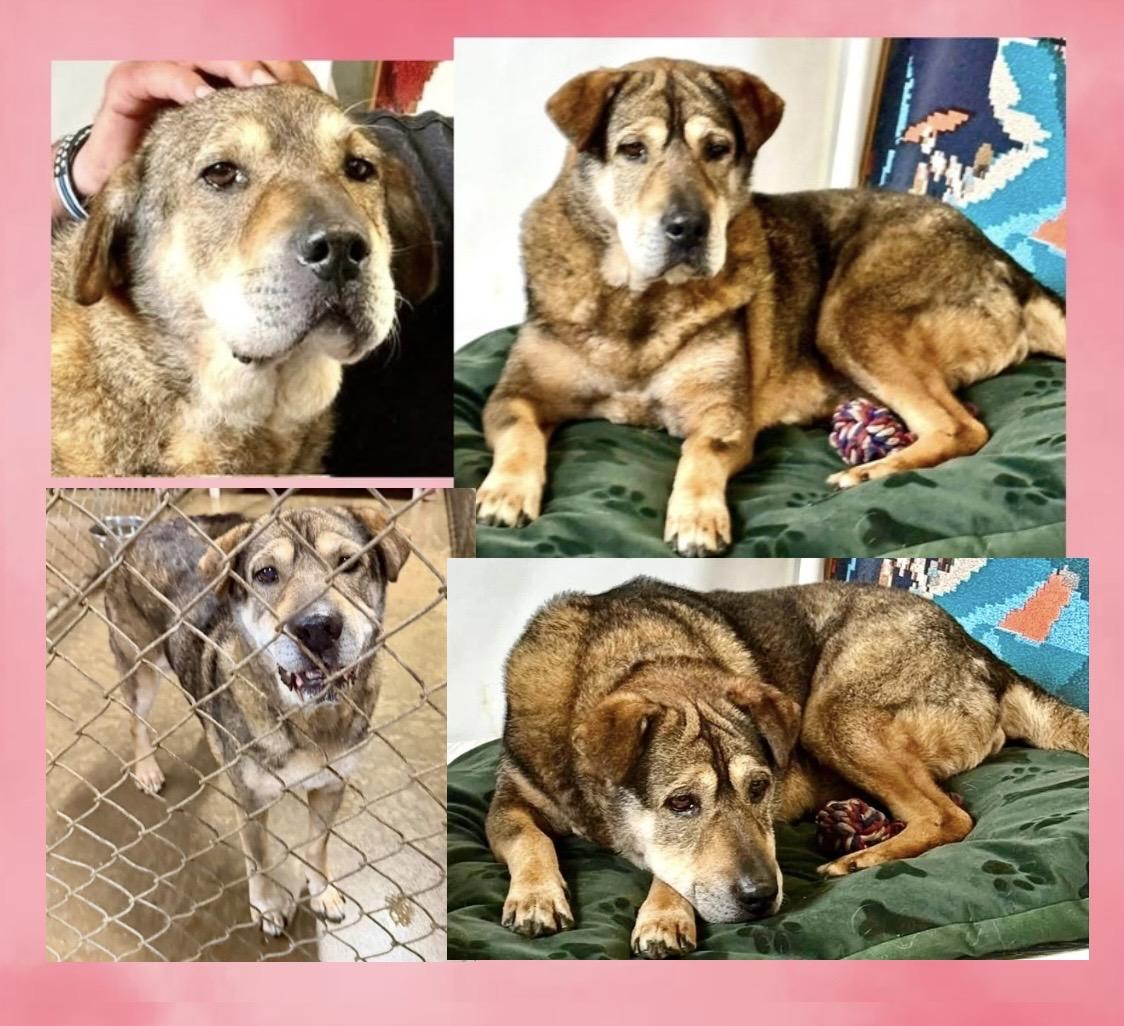 Enlarge Jade, a ADOPTABLE Mixed Breed in Westfield, NY image 4/6