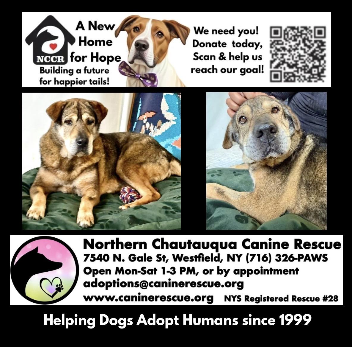 Enlarge Jade, a ADOPTABLE Mixed Breed in Westfield, NY image 6/6