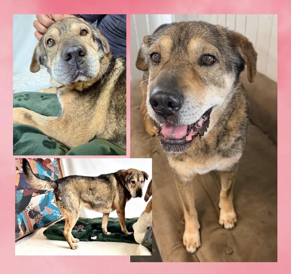 Enlarge Jade, a ADOPTABLE Mixed Breed in Westfield, NY image 5/6