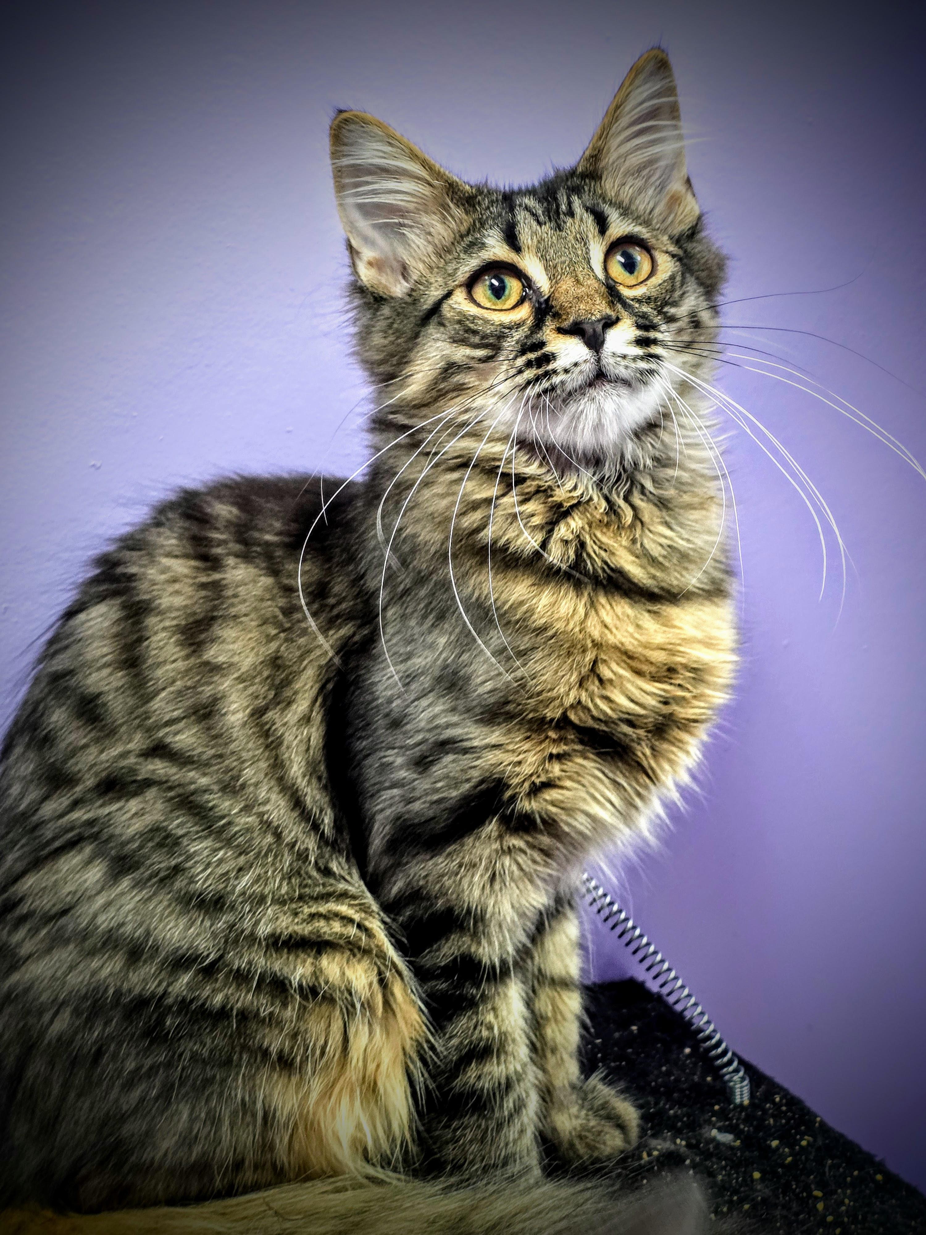 Enlarge Blake, a Adoptable Tabby in Greensburg, PA image 1/2