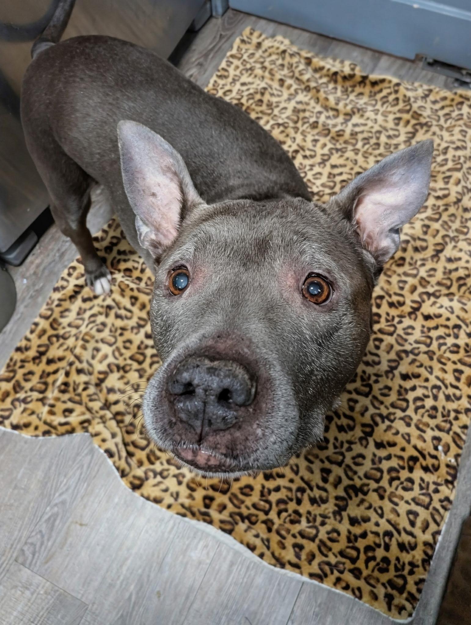 Dorothy, Adoptable, Senior Female American Staffordshire Terrier.