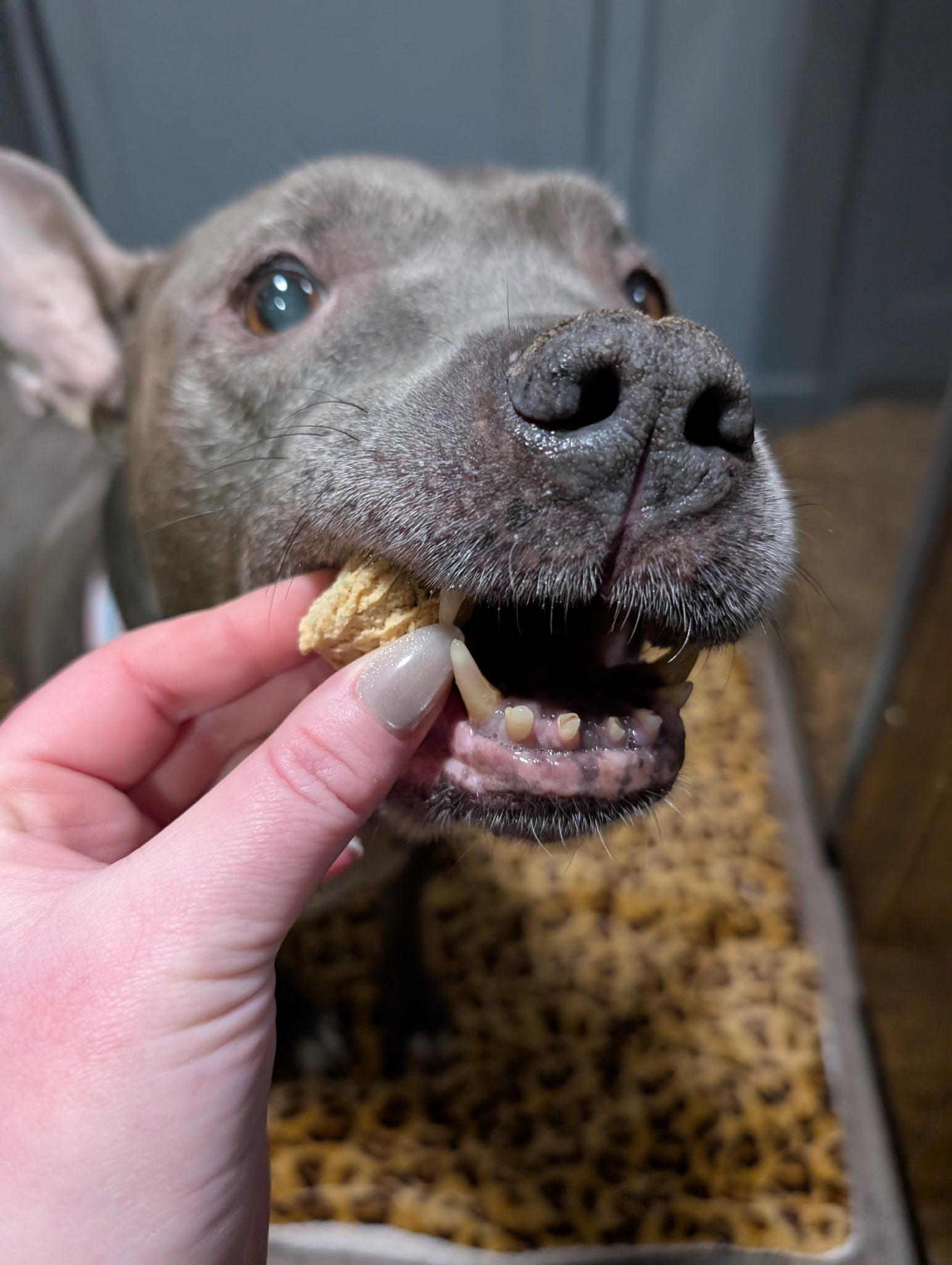 Enlarge Dorothy, a Adoptable American Staffordshire Terrier in Wheaton, IL image 2/2