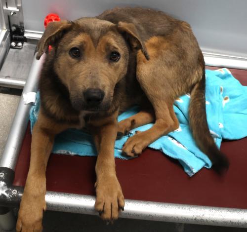 Enlarge Feyre, a Adoptable mixed breed in Thief River Falls, MN image 1/1