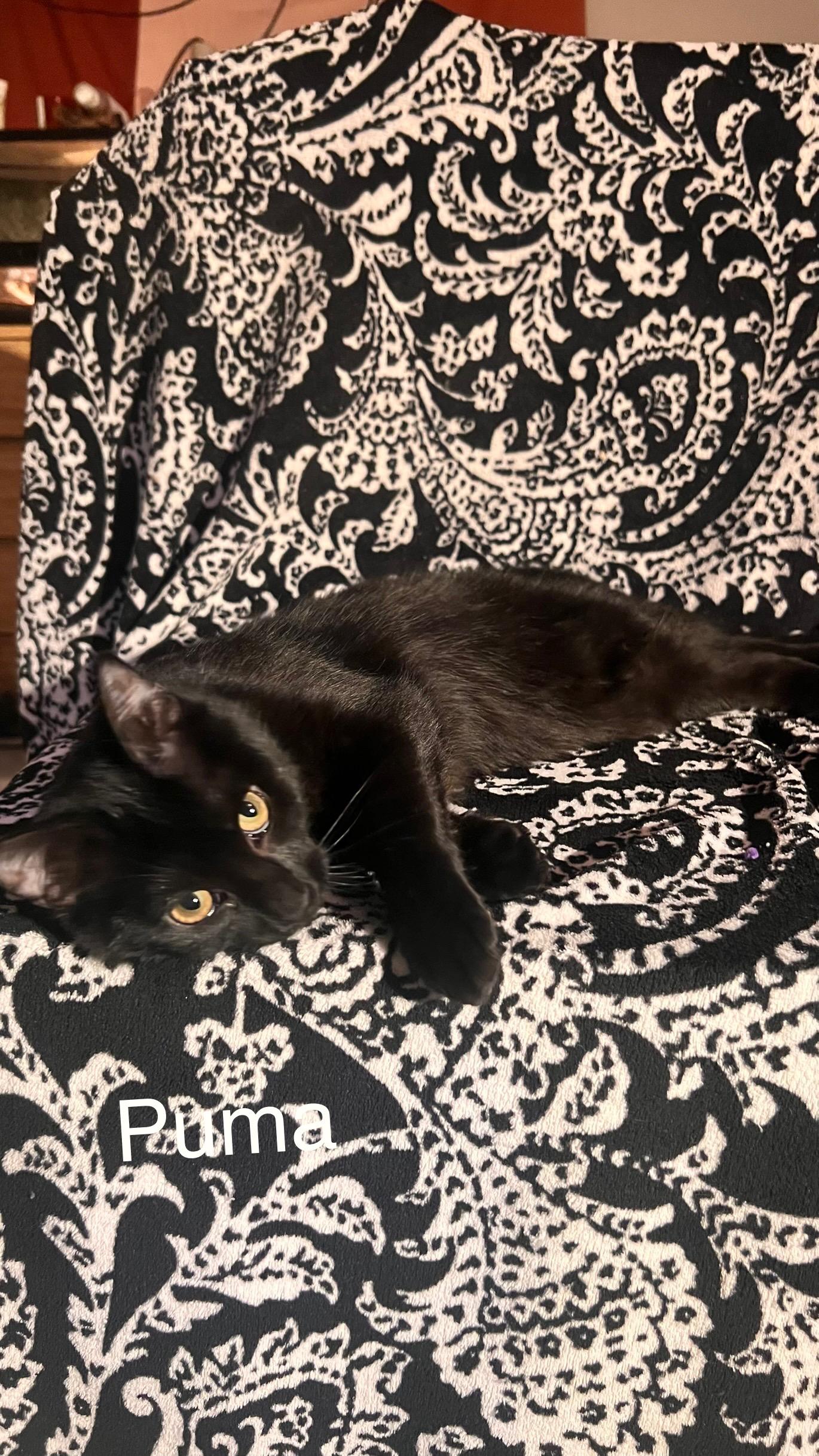 Puma, Adoptable, Kitten Male Domestic Short Hair.