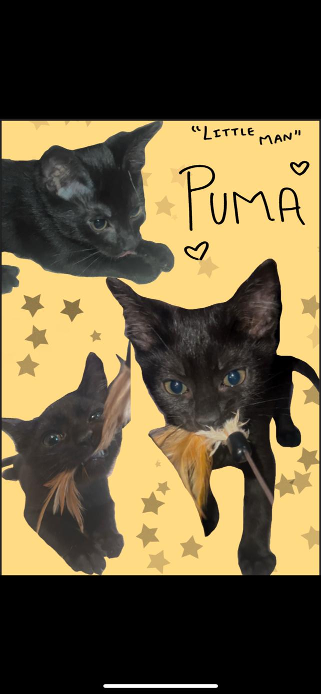 Enlarge Puma, a Adoptable Domestic Short Hair in Woodbridge, VA image 2/2
