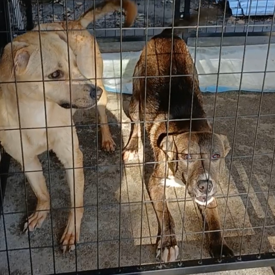 Bingo, a Adoptable mixed breed in Bellflower, CA image 2/5