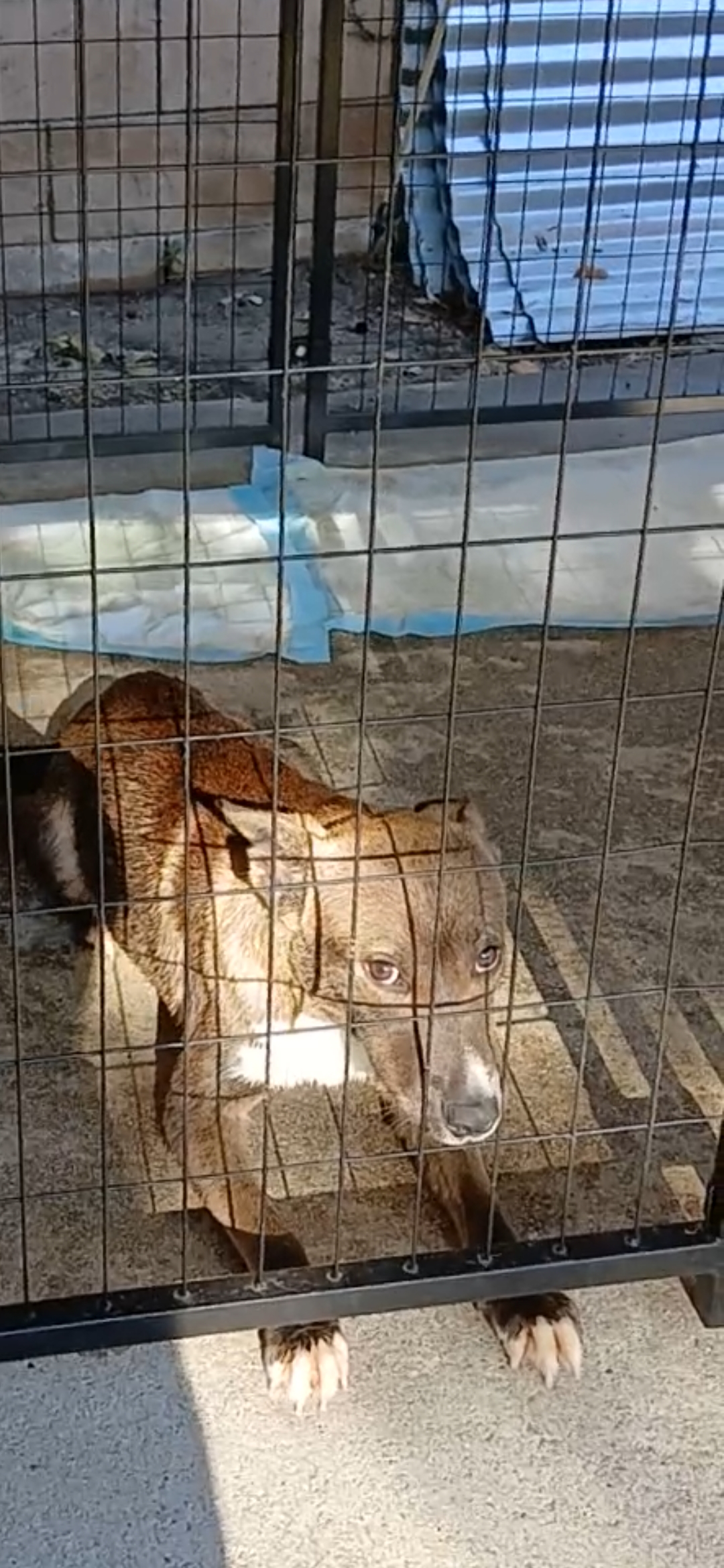 Bingo, a Adoptable mixed breed in Bellflower, CA image 5/5