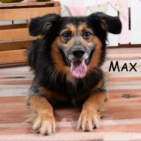 Max, a Adoptable Border Collie in Elizabethtown, PA image 2/5
