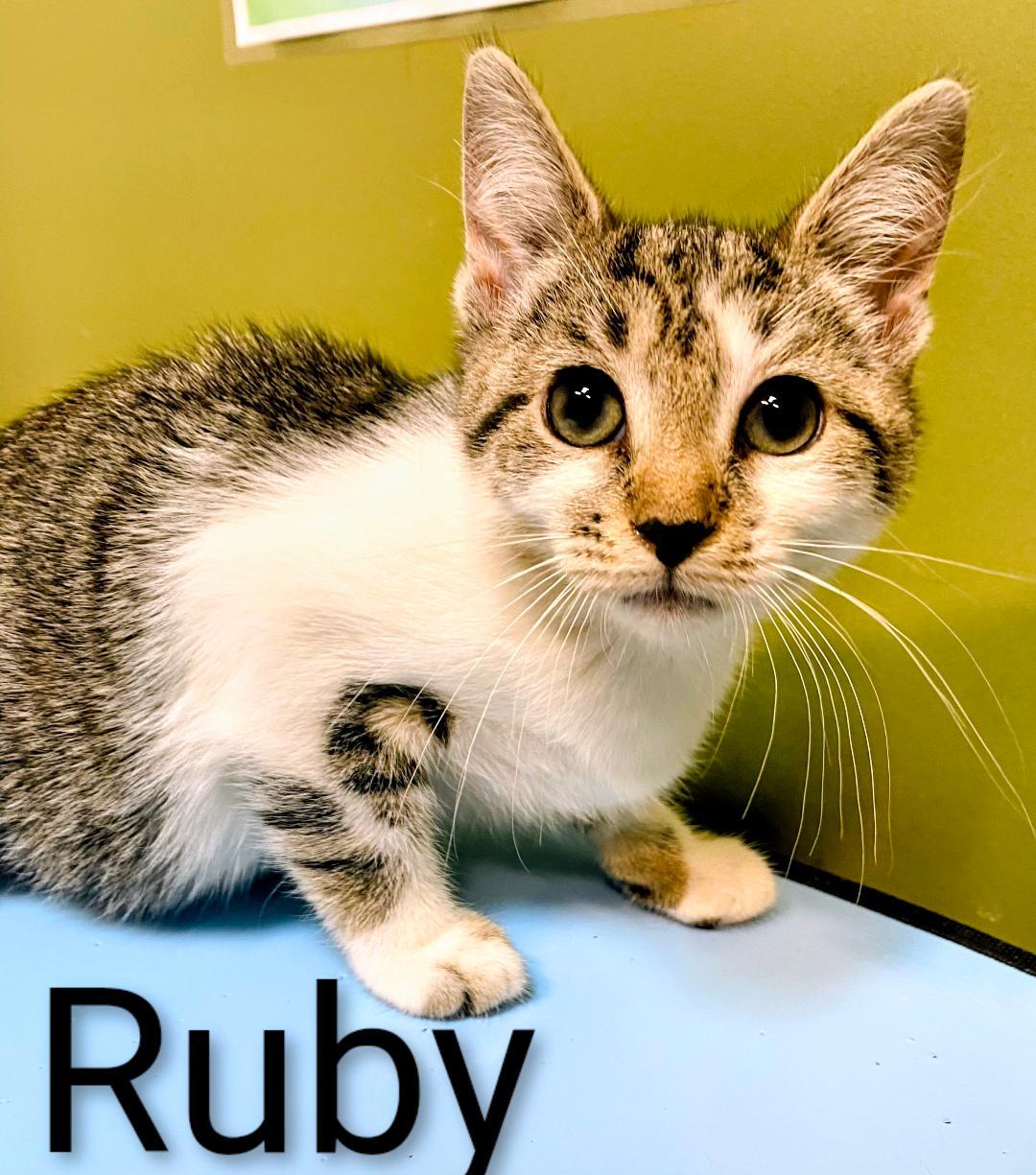 Enlarge Ruby, a Adoptable Domestic Short Hair in Binghamton, NY image 1/1