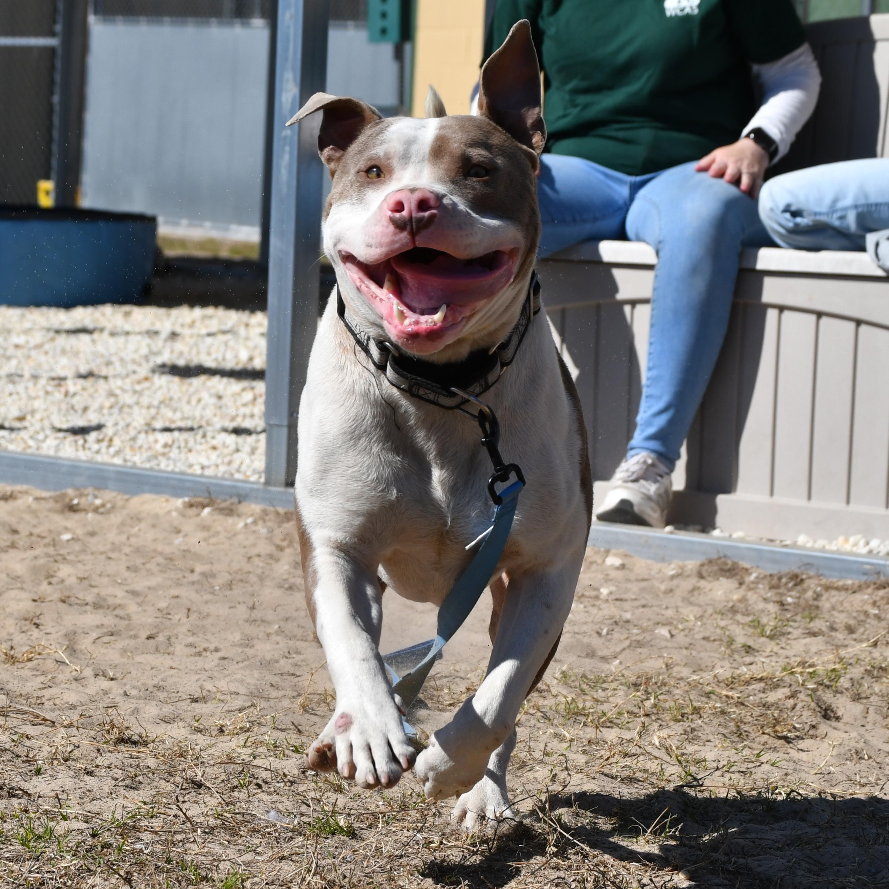 Marlo, a ADOPTABLE American Bulldog in Defuniak Springs, FL image 3/3