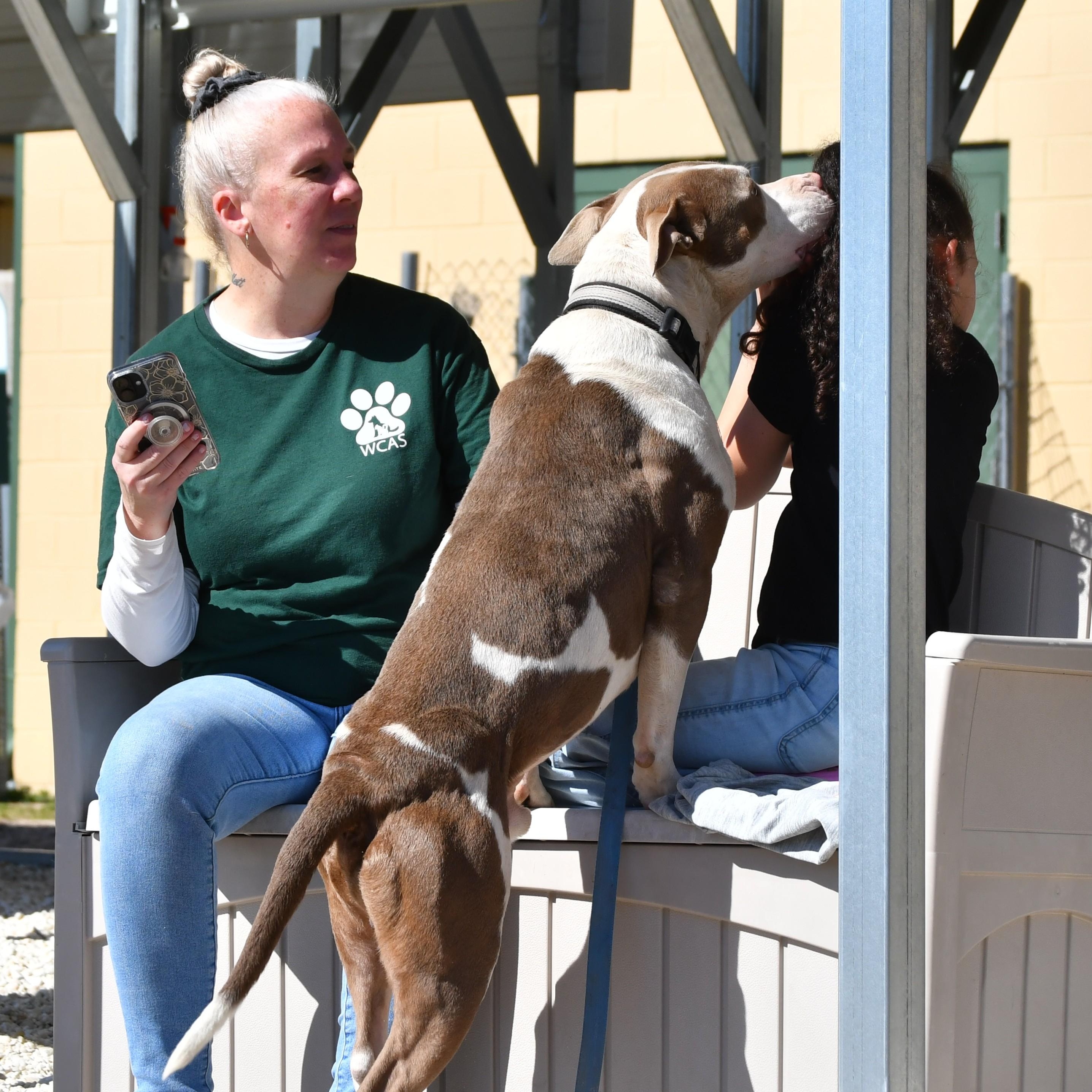 Marlo, a ADOPTABLE American Bulldog in Defuniak Springs, FL image 2/3