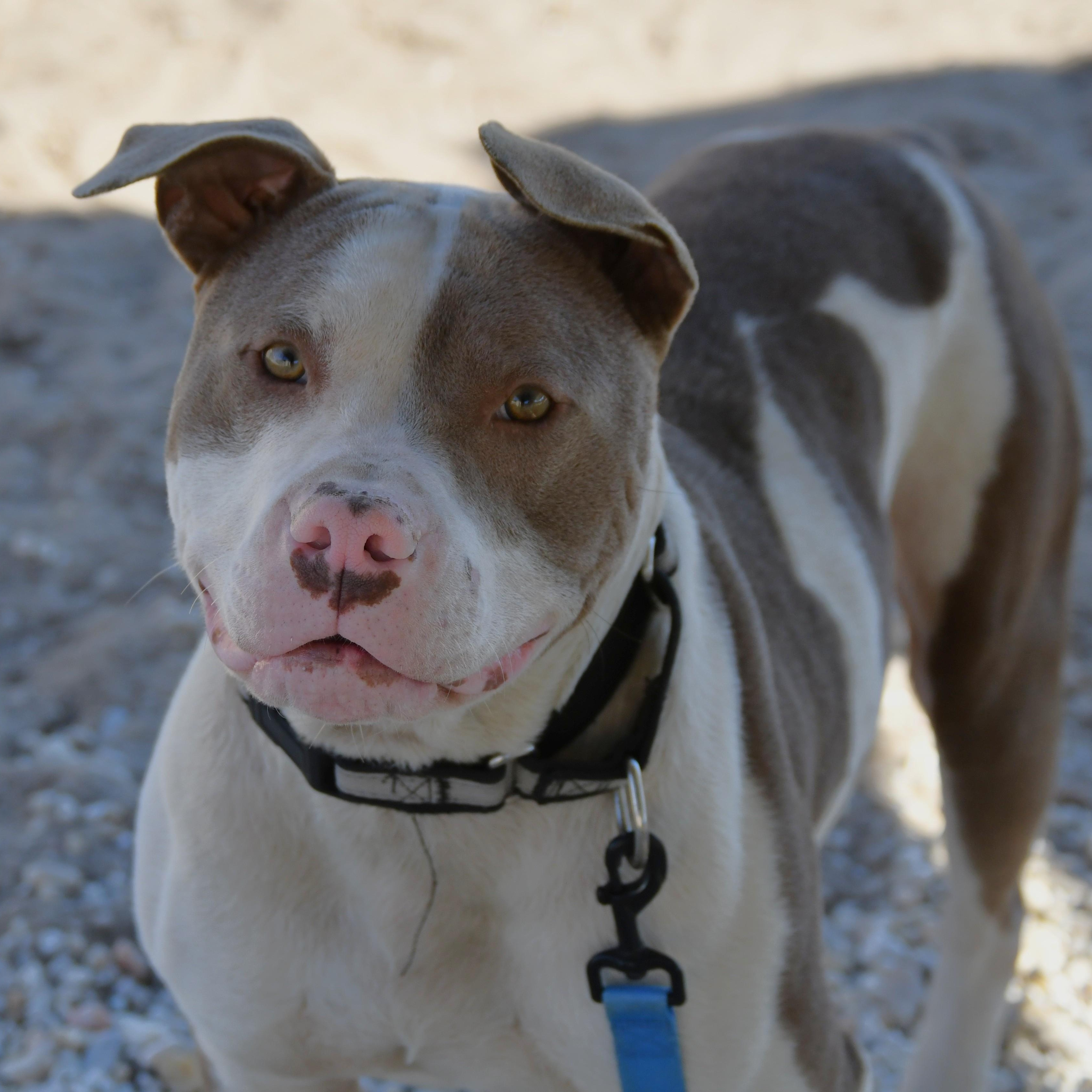 Marlo, a ADOPTABLE American Bulldog in Defuniak Springs, FL image 1/3