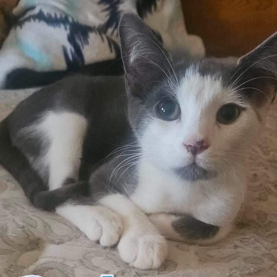 Cole, ADOPTABLE, Young Male Domestic Short Hair.