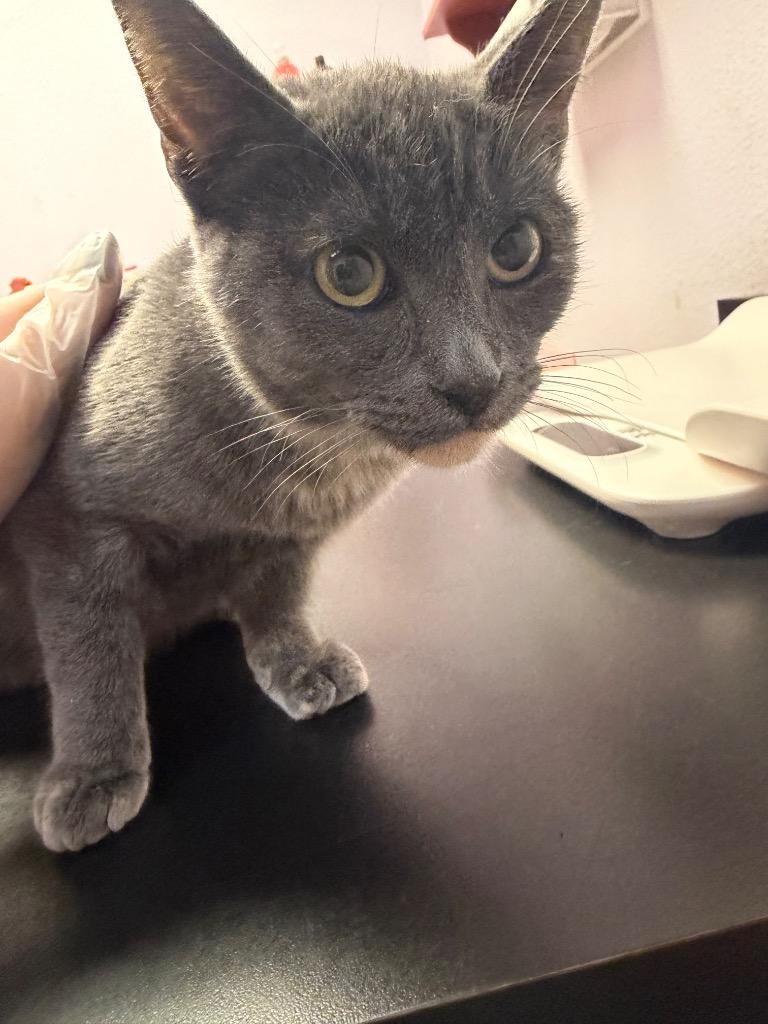 Enlarge Vienna, a Adoptable mixed breed in New Braunfels, TX image 1/1