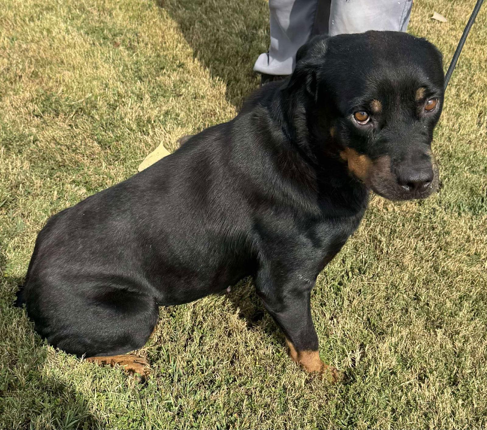 Rhea, Adopted, Adult Female Rottweiler.