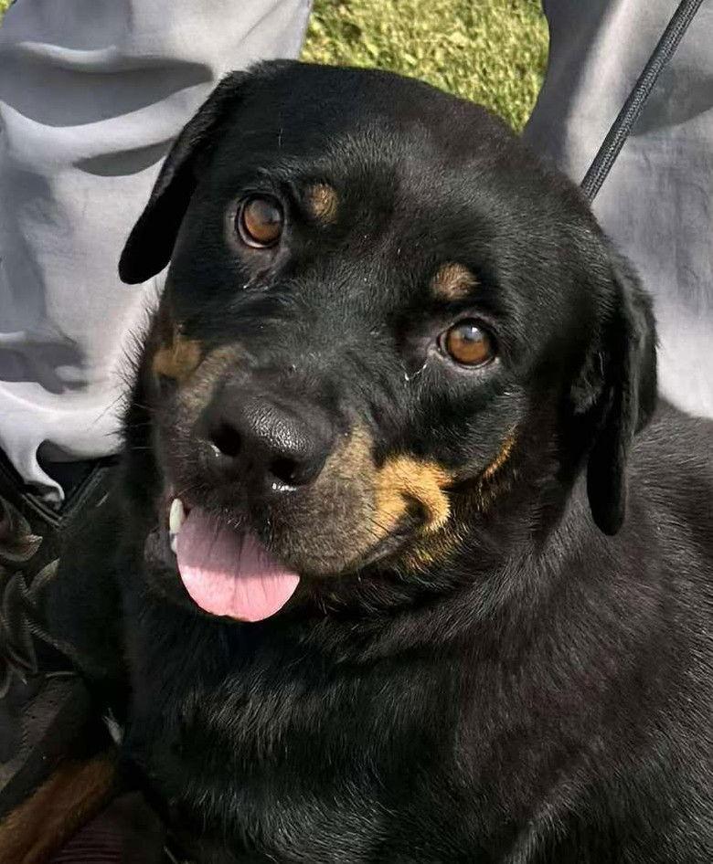 Enlarge Rhea, a Adopted Rottweiler in Hillsboro, NH image 3/3