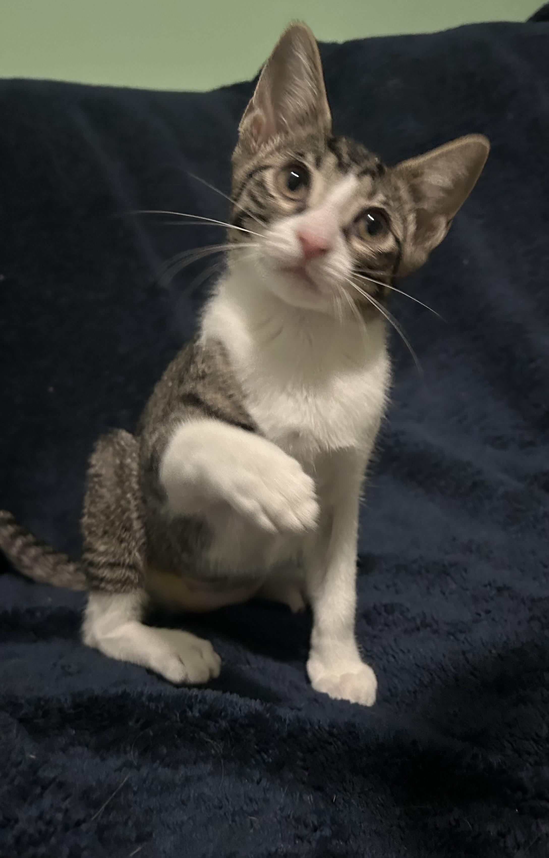 Enlarge Tortilla, a Adoptable mixed breed in Chattanooga, TN image 6/6